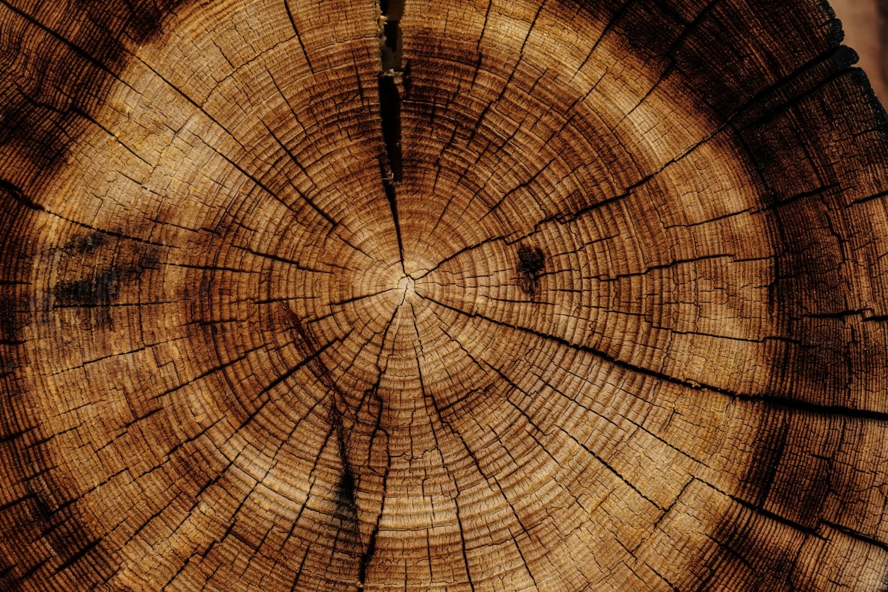 Veines de bois en gros plan